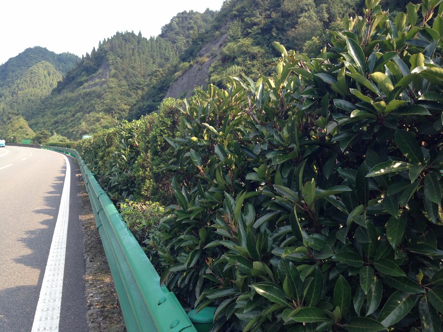鄂西高速綠化養護
