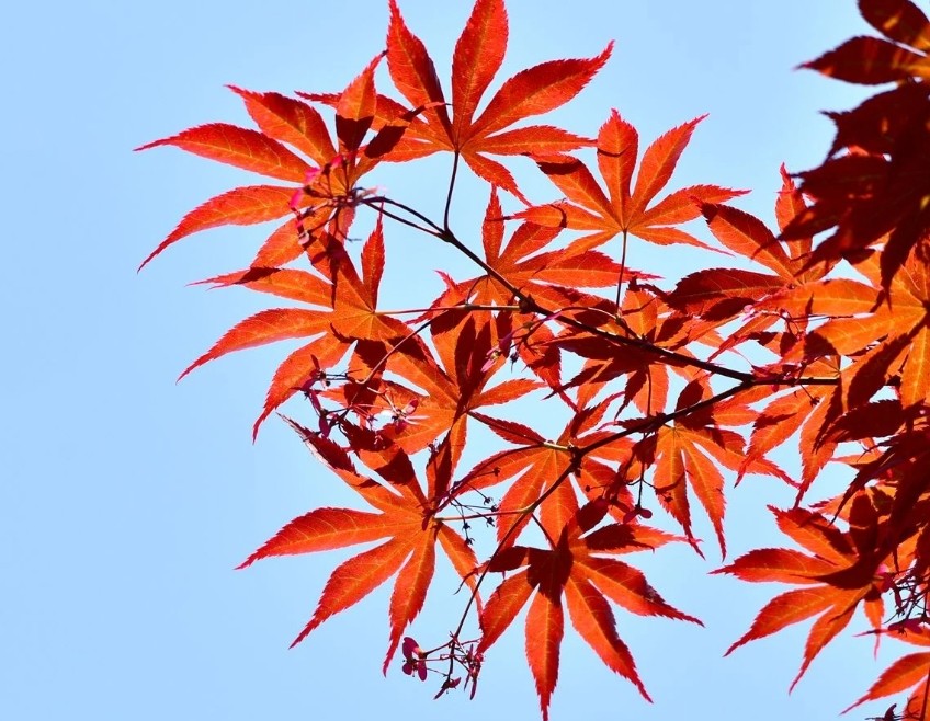 紅楓
