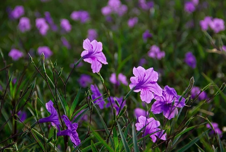 藍花草