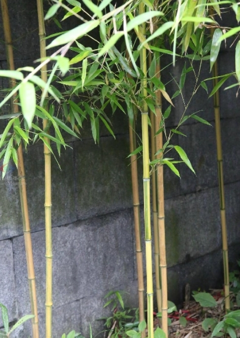 金鑲玉竹